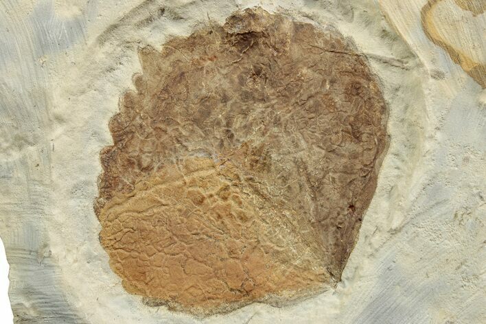 Fossil Leaf (Zizyphoides) - Montana #223798